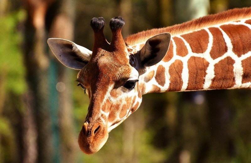 Giraffe gc358cb1061280