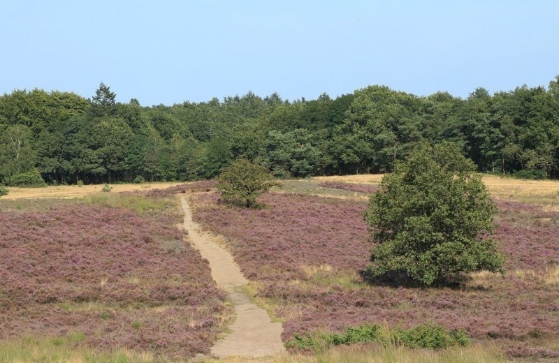 Wandelen heide